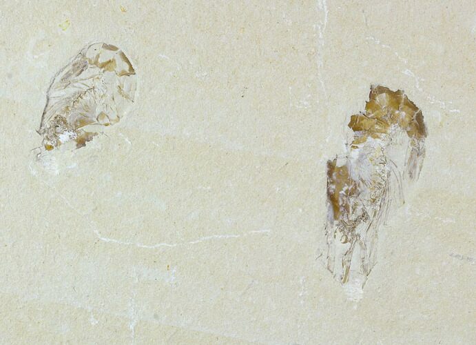 Two Cretaceous Fossil Shrimp Plate - Lebanon #107655